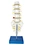 Medical respiratory model for teaching